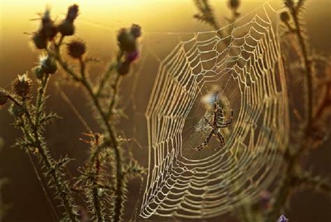 webs of Black Widow spiders